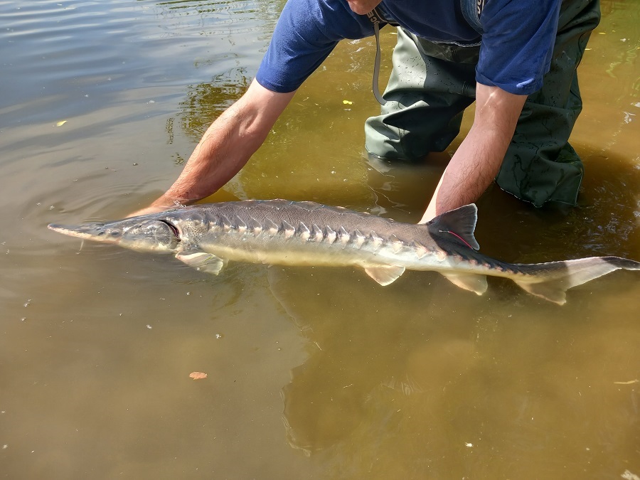 Telemetriebesatz Stör