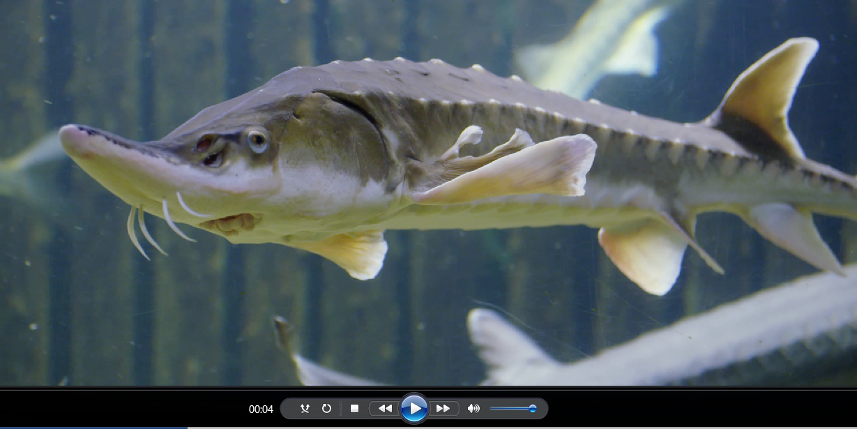 Video starten: LFA_IfF_Stör_Film.mp4